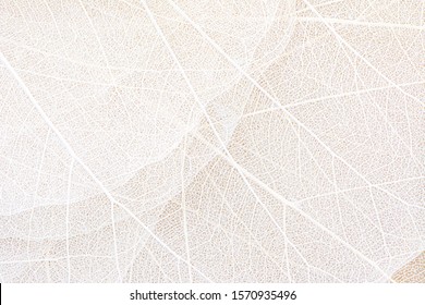 Close up of Fiber structure of dry leaves texture background. Cell patterns of Skeletons leaves, foliage branches, Leaf veins abstract of Autumn background for creative banner design or greeting card - Shutterstock ID 1570935496