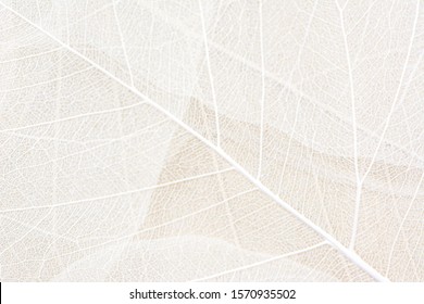 Close up of Fiber structure of dry leaves texture background. Cell patterns of Skeletons leaves, foliage branches, Leaf veins abstract of Autumn background for creative banner design or greeting card