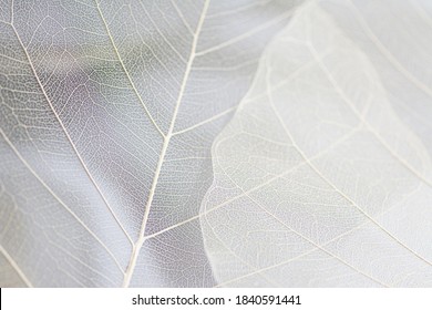 Close up of Fiber structure of dry leaves texture background. Cell patterns of Skeletons leaves, foliage branches, Leaf veins abstract of Autumn background for creative banner design or greeting card - Shutterstock ID 1840591441