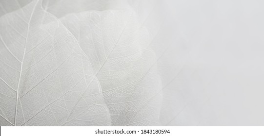 Close up of Fiber structure of dry leaves texture background. Cell patterns of Skeletons leaves, foliage branches, Leaf veins abstract of Autumn background for creative banner design or greeting card - Shutterstock ID 1843180594