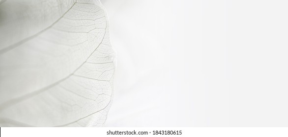 Close up of Fiber structure of dry leaves texture background. Cell patterns of Skeletons leaves, foliage branches, Leaf veins abstract of Autumn background for creative banner design or greeting card - Shutterstock ID 1843180615