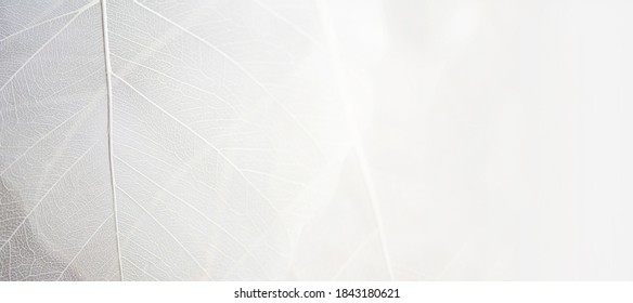 Close up of Fiber structure of dry leaves texture background. Cell patterns of Skeletons leaves, foliage branches, Leaf veins abstract of Autumn background for creative banner design or greeting card - Shutterstock ID 1843180621