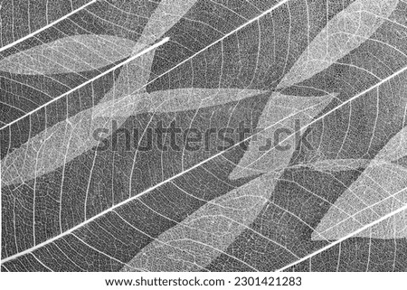 Close up of fiber structure of dry leaves texture background. Cell patterns of Skeleton leaves, Leaf veins arranged, abstract background for creative banner design or greeting card.
