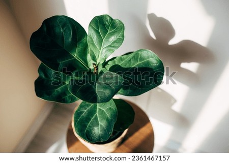 Close up ficus lyrata bambino in a pot. Top view. sunlight shadows on the wall. house plant care concept. Minimal home decor composition.