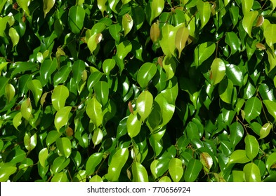 Close Up Of Ficus Tree, Weeping Fig.