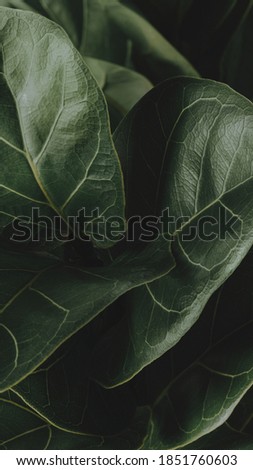 Close up of a Fiddle-leaf fig plant mobile wallpaper