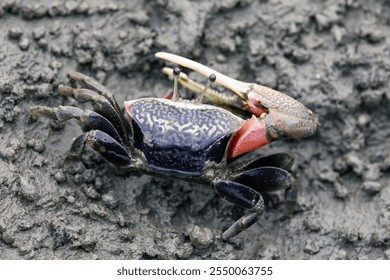 Close up of a fiddler crab feeding in the wetland,the bright pink claw of a male Fiddler Crab used for defense on a tidal flat - Powered by Shutterstock