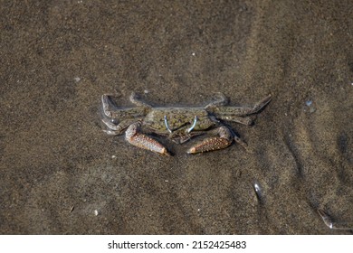 Close Up Of Fiddler Crab On The Intertidal Zone