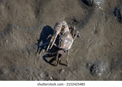 Close Up Of Fiddler Crab On The Intertidal Zone