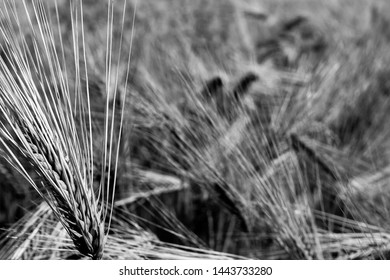 Close up in the field - Powered by Shutterstock