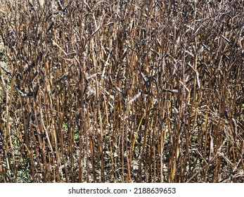 Close Up Field Beans Or Broad Bean Pods Are Ripe And Have Gone Black In A Field Before Harvesting Field Beans.