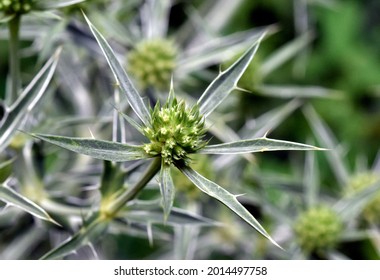 Close Up Of Field Eryngo Flowers