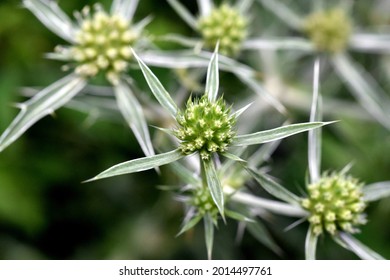 Close Up Of Field Eryngo Flowers