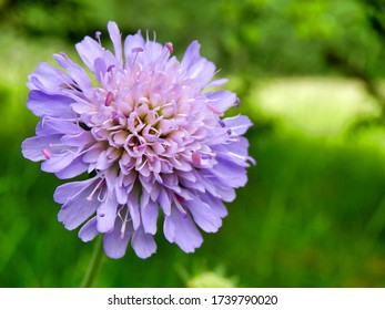 Close Up Of A Field Scabius (Knautia Arvensis) In A Meadow