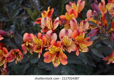 Close up of the fiery flowers of Alstroemeria Indian Summer  seen outdoors in the garden.