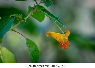 1,351 Jewelweed Images, Stock Photos & Vectors | Shutterstock