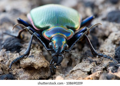 30 Searcher beetle Images, Stock Photos & Vectors | Shutterstock