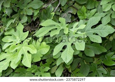 Close up of fig leaves on a tree (Ficus carica) at Tel Dan, Israel.