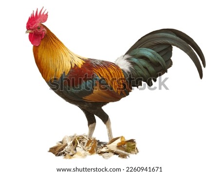 Close up Fighting cock, chicken is standing on a pile of leaves