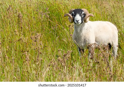 Ram curly horns Images, Stock Photos & Vectors | Shutterstock