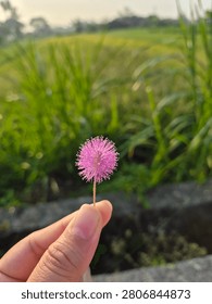 Close up of a finger gently reaching a tiny pink thistle bloom against textured green foliage in natural light