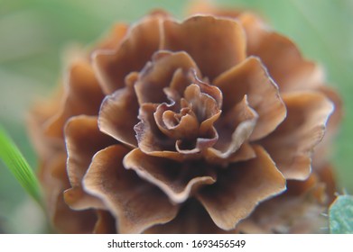 Close Up Of Fir Cone