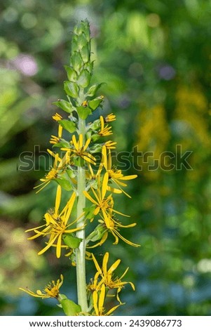 Close up of Fischers ragwort (ligularia Fischeri) flowers in bloom
