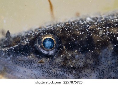 Close up a fish eye - Shutterstock ID 2257875925