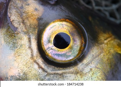 Fish Eye Images Stock Photos Vectors Shutterstock