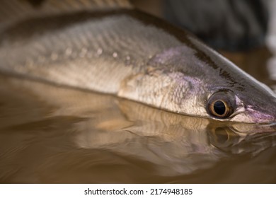 Close Up Fish Eye Photo Of A Kob