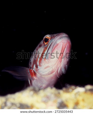 close up of a fish known as a Blacktail Comber