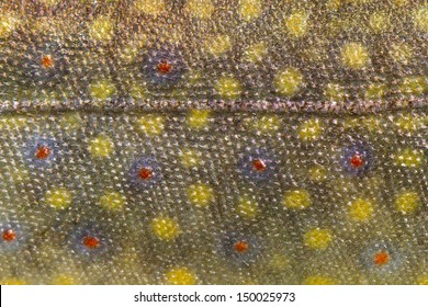 Close up of fish  trout skin pattern spots and laterl line