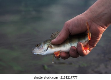 Close Up Of The Fisherman Hand Letting Go The Freshly Caught Fish. Fishing