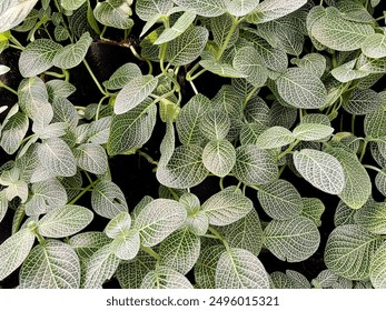 Close up of the Fittonia verschaffeltii flower. Green and attractive. - Powered by Shutterstock