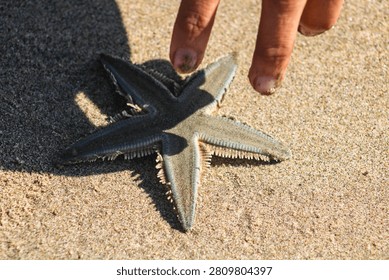 Close up of a five-armed starfish resting on sandy beach with natural sunlight and shallow depth of field.