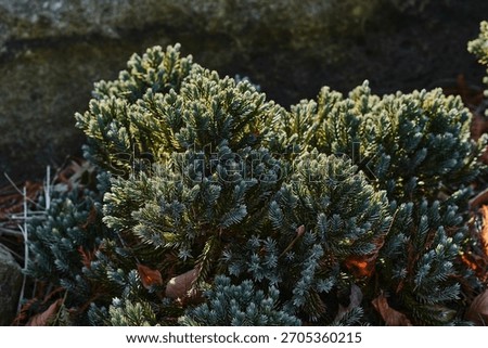 Close up of a flaky juniper