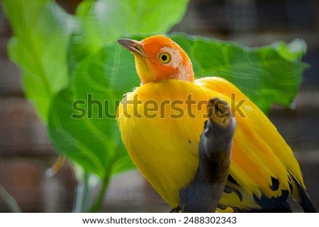 close up of Flame bowerbird
