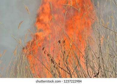 A close up of the flame of brushfire in reed.