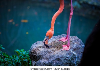 Close Up Of Flamingo Eating While Standing, Exotic Bird