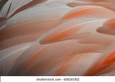 Close up of flamingo feathers