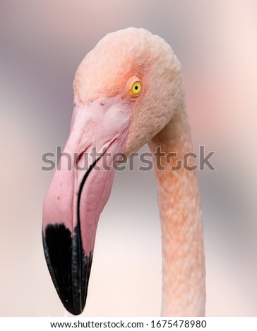 Similar – Portait of a flamingo (lat. Phoenicopteridae), captive