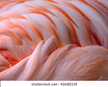 Close Up Of A Flamingo Wings Or Fur