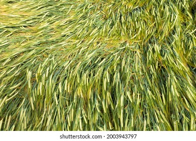 Close Up Of Flattened Barley Crops In A Field Damaged By Heavy Rain And Strong Wind. UK. Background
