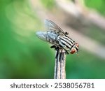 Close up of flesh flies (Sarcophaga), macro shot of flesh fly on a tree branch