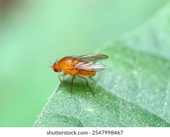Close up of flies in the leaves, The spotted fruit fly (Drosophila suzukii)
