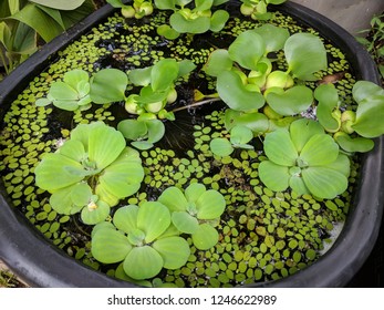 Close Floating Water Hyacinth Eichhornia Crassipes Stock Photo ...