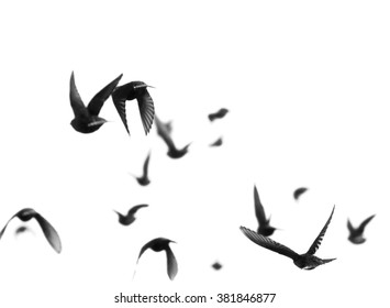 close up flock of birds isolated on a white background, Starling, Sturnus vulgaris with clipping path