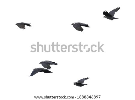 Close up flock of birds, Jackdaw isolated on white background, Corvus monedula Foto stock © 