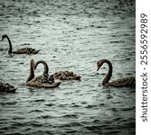 Close up of a flock of black swans swimming in Yarra River; the shot was captured from Williamstown, Melbourne, Victoria, Australia. 