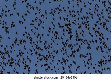 close up of flock of starlings flying in a blue sky